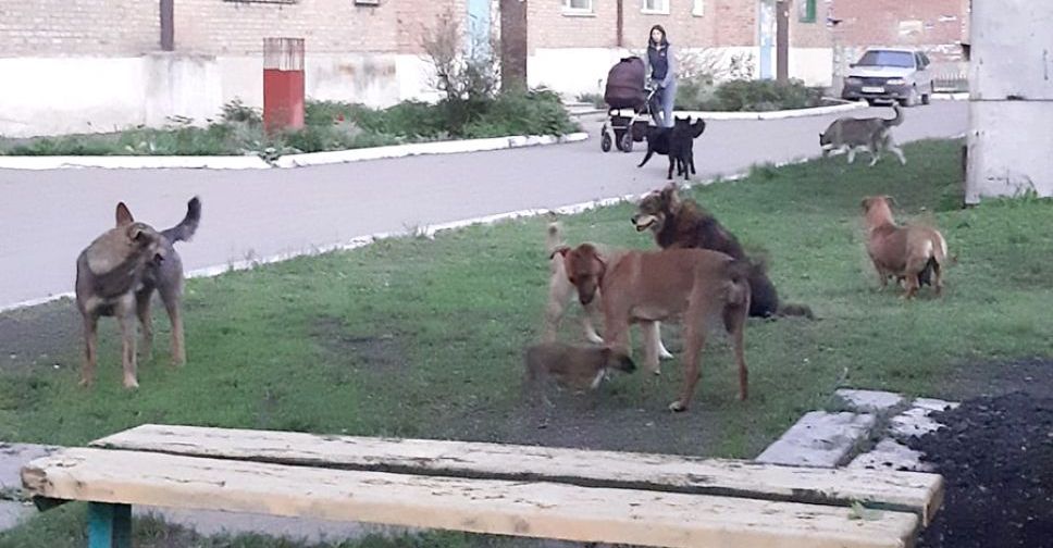 Бездомные собаки терроризируют жителей Покровска – есть ли решение проблемы?