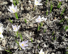 На проспекте Мира в центре Покровска снова цветут крокусы