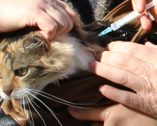 У Покровську та Родинському розпочалася вакцинація тварин проти сказу: графік проведення