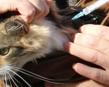 23-24 сентября в Родинском проведут вакцинацию собак и кошек от бешенства