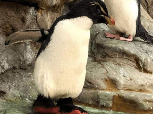 В американском зоопарке пингвину-долгожителю сделали ортопедическую обувь