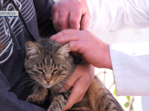 Як пройшли перші дні масової вакцинації домашніх тварин у Покровську – розповіли ветеринари