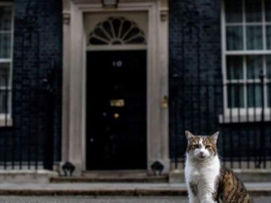Головний кіт Великої Британії святкує ювілейні 10 років на службі Королівства