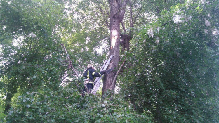 В Родинском спасатели дважды убирали аварийные ветки