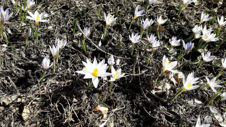 На проспекте Мира в центре Покровска снова цветут крокусы
