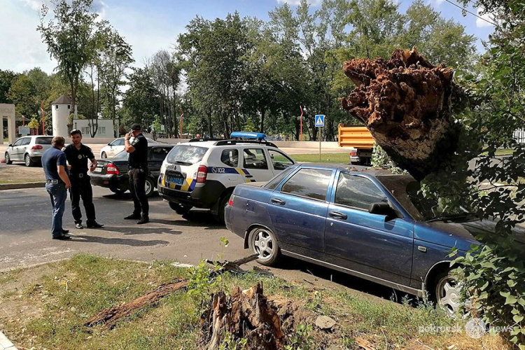В Покровске дерево упало на автомобиль