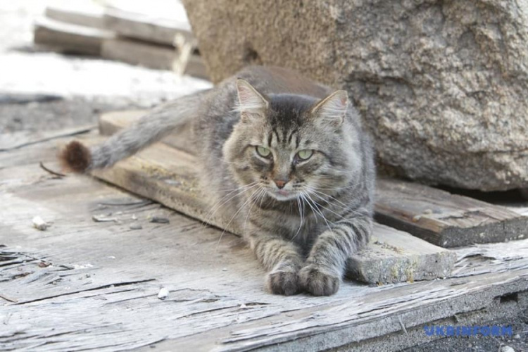 Кіт Семен влаштувався на роботу до Дніпропетровського музею