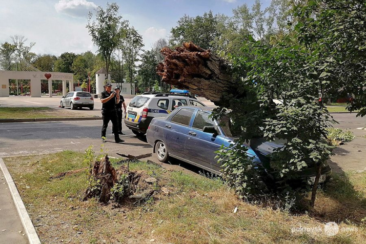 В Покровске дерево упало на автомобиль