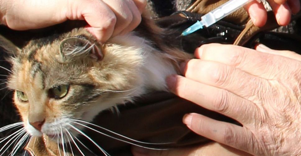 В Покровске и Родинском будут работать выездные пункты вакцинации кошек и собак от бешенства