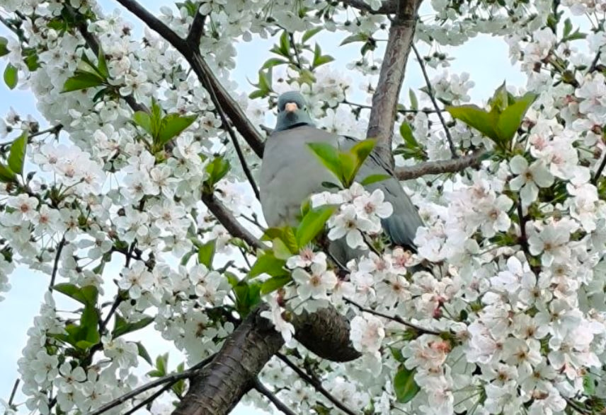+20 та заморозки, сильний вітер та дощ прогнозують синоптики українцям на 25-26 квітня