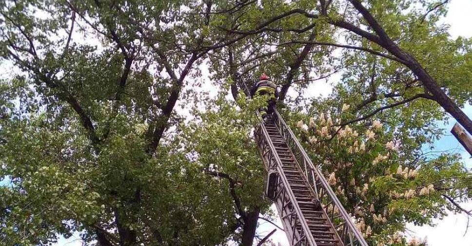 У Селидовому рятувальники знімали з дерева кішку