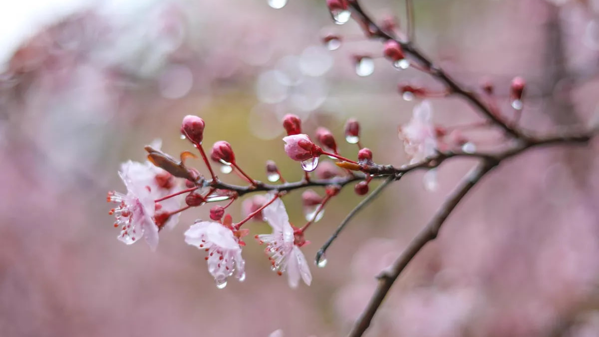 Волого, вітряно, прохолодно: прогноз погоди в Україні на 20-26 квітня