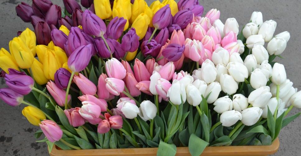 Розы, тюльпаны, экзотика – во сколько обойдется покровчанам весеннее поздравление?