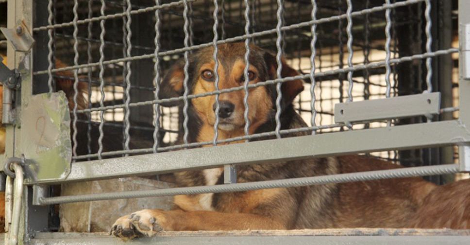 В Покровск прибыл «ЗооКонтроль»: более 70 бездомных собак будут стерилизованы и привиты от бешенства