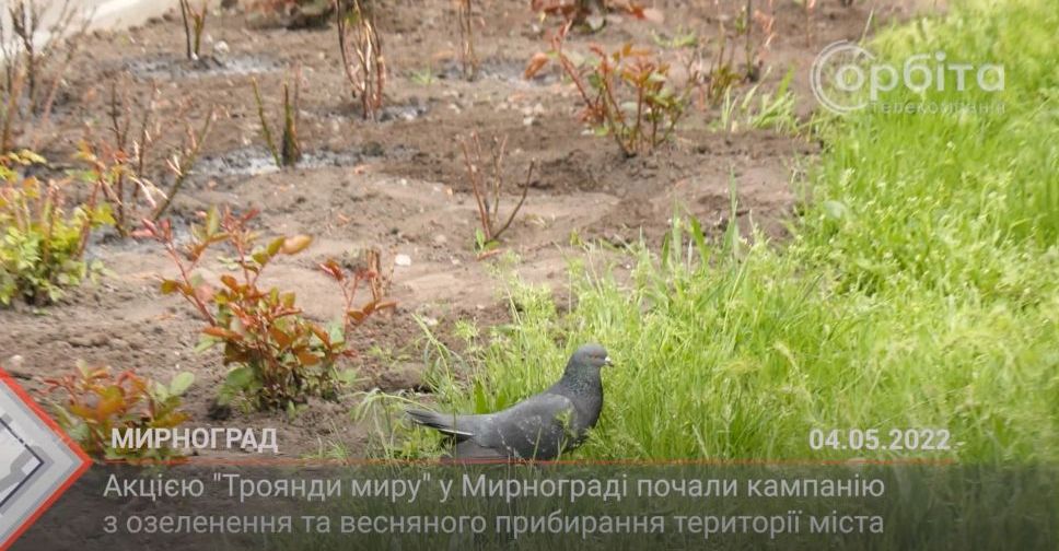 З місця подій. Акцією «Троянди миру» в Мирнограді почали кампанію з озеленення та весняного прибирання