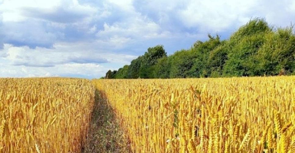 Як тепла зима вплине на майбутній урожай в Україні