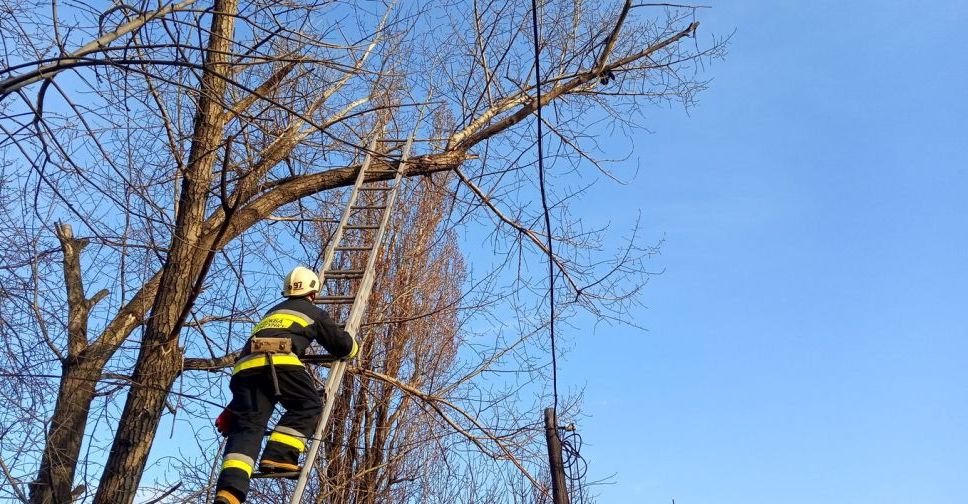 У Білицькому бійці ДСНС врятували кота, який застряг на дереві