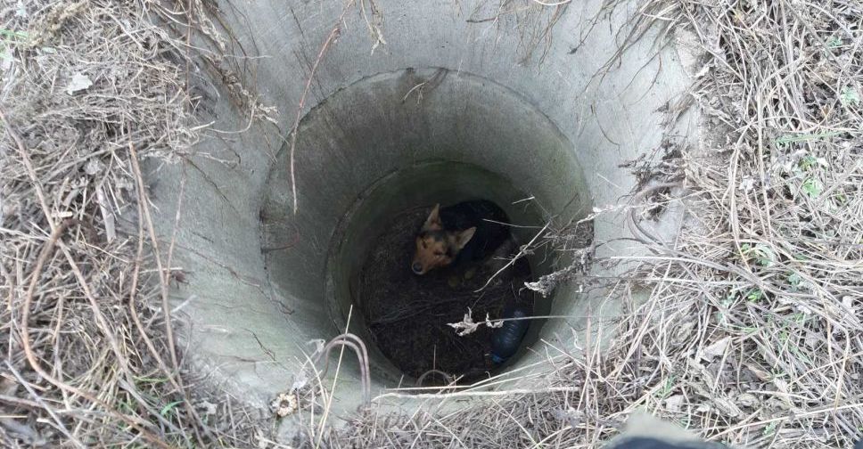 Спасатели Доброполья вытащили собаку из заброшенного колодца