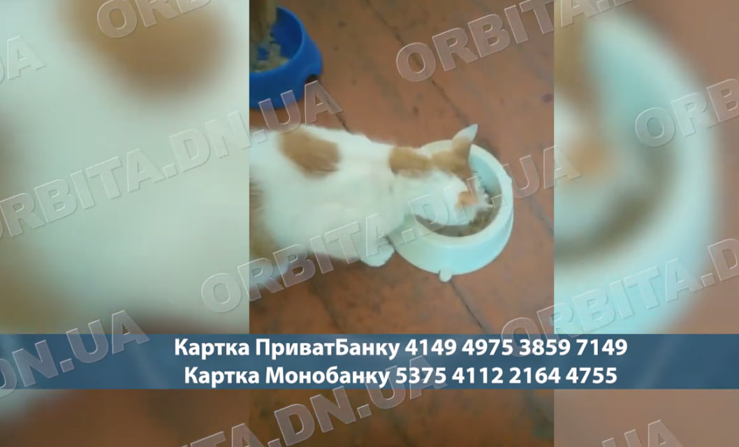 50 котів із Добропілля: історія зооволонтерки, яка рятує покинутих тварин