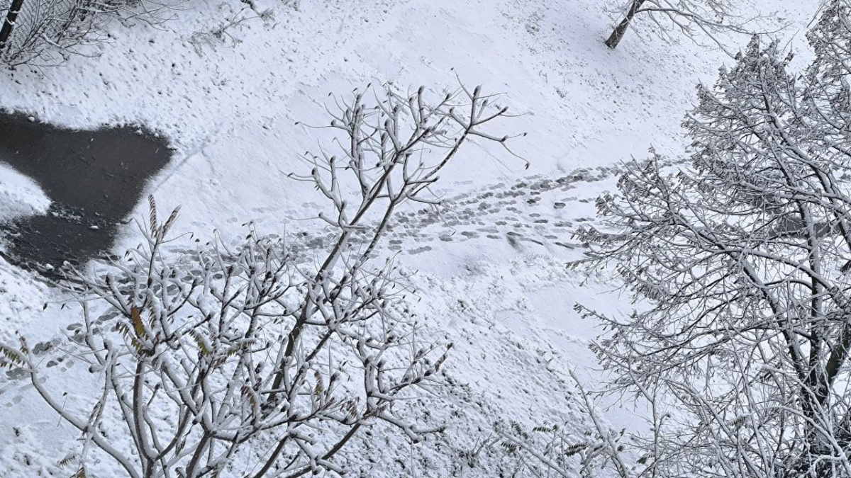 Сніг, туман та +17: вихідними 22-23 листопада погода в Україні буде контрастною