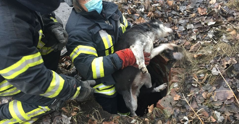 У Покровську рятувальники дістали з занедбаного люку собаку