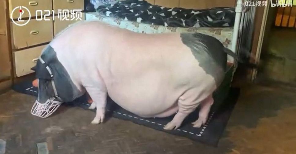 Декоративне поросятко виросло у 150-кілограмову свиню