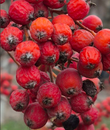 У вихідні 6-7 грудня в Україні буде без істотних опадів і з невеликими «мінусами»