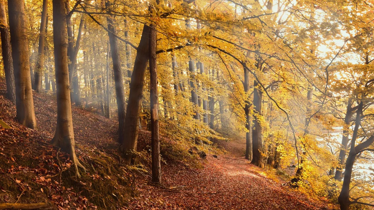 Дощитиме, але температура буде комфортною: прогноз погоди в Україні на тиждень з 27 жовтня по 2 листопада