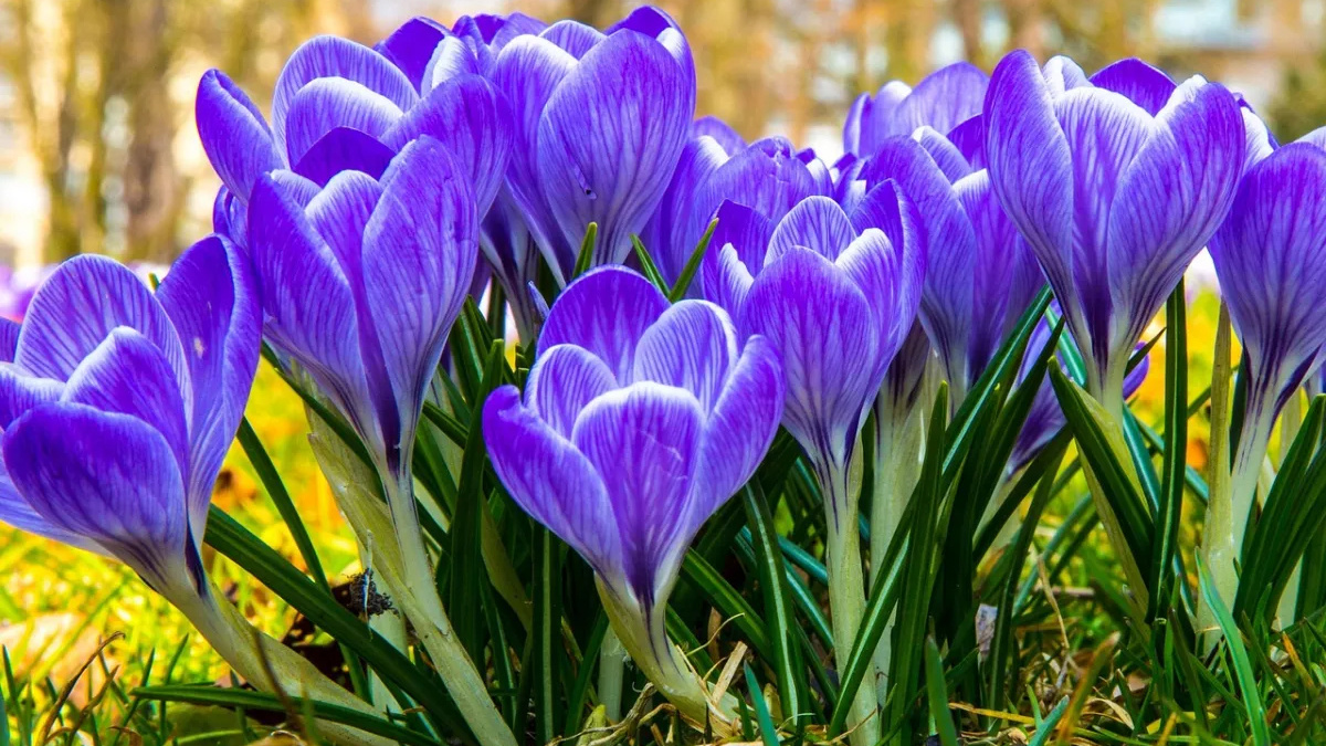 Якою буде погода в Україні в перший тиждень весни: синоптики зробили прогноз