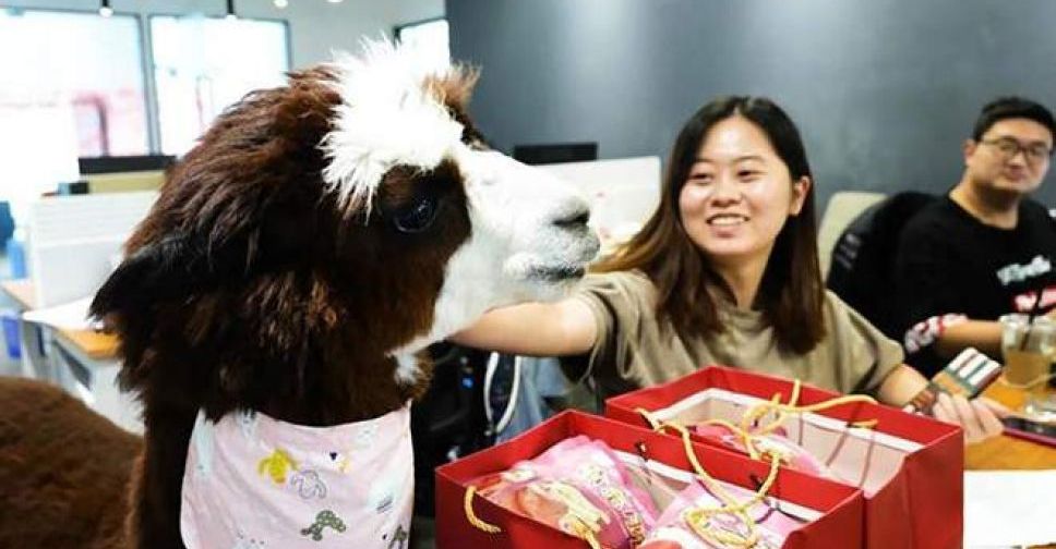 Покращує настрій: у Китаї на роботу найняли альпаку
