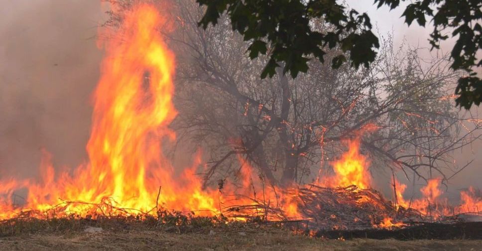 Выжженное поле и обугленные деревья: в Покровске произошел масштабный пожар