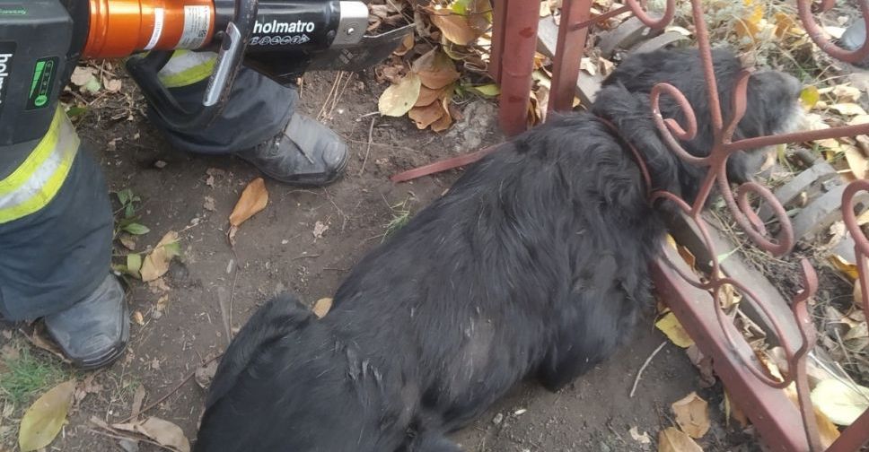 У Покровську рятувальники допомогли собаці, який застряг у залізних воротах