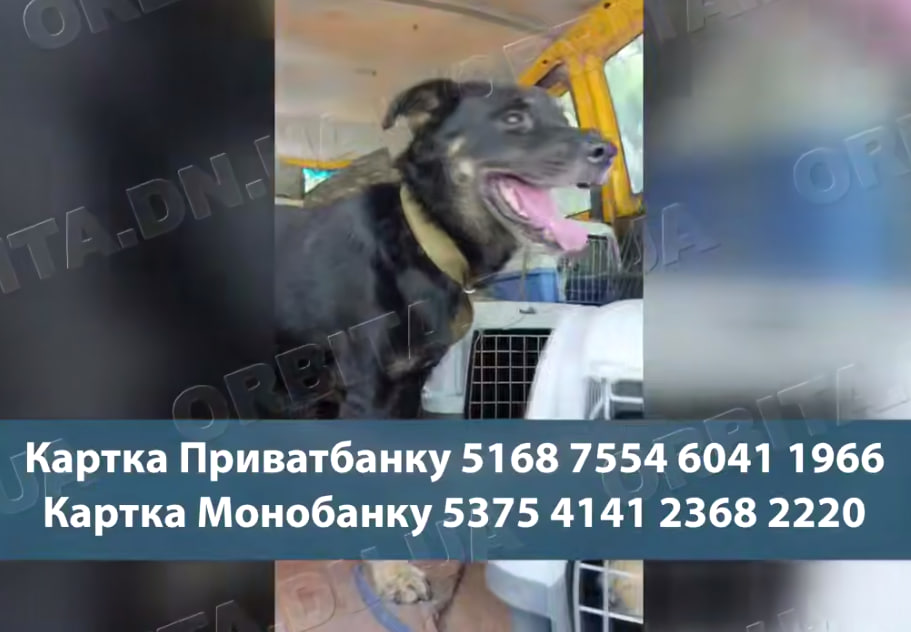 Рятує з-під обстрілів: Світлана Остапкова евакуює тварин з Дніпропетровщини