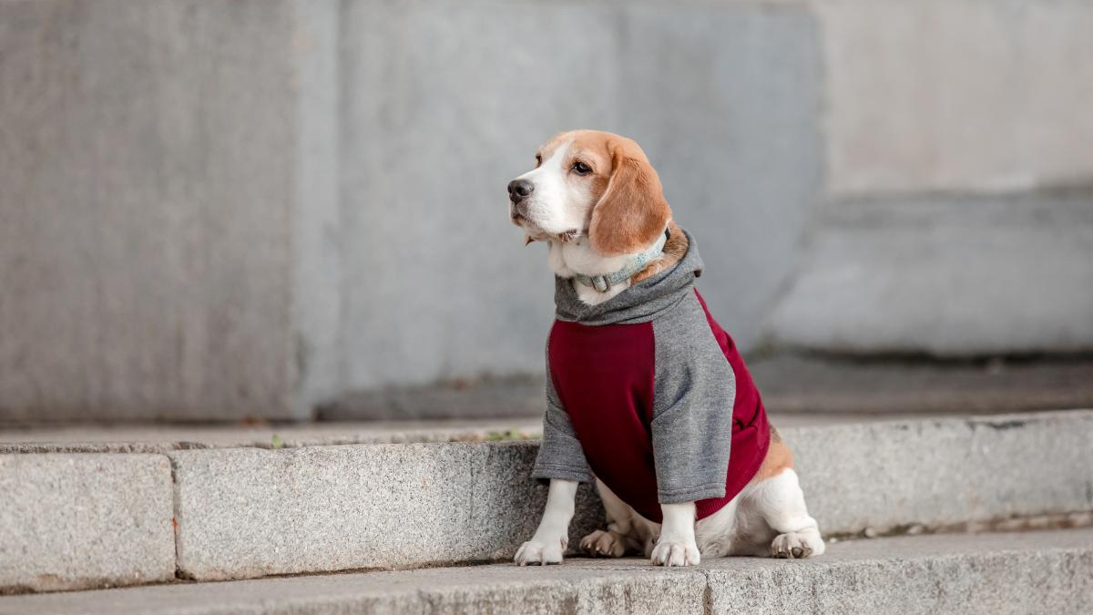 Очікується потепління та майже без опадів: прогноз погоди на тиждень 15-21 грудня