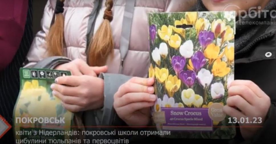 Квіти з Нідерландів: покровські школи отримали цибулини тюльпанів та первоцвітів