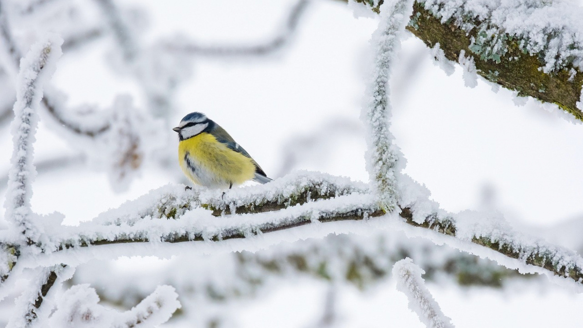 Сонячна, проте морозна погода: синоптики зробили прогноз для України на вихідні