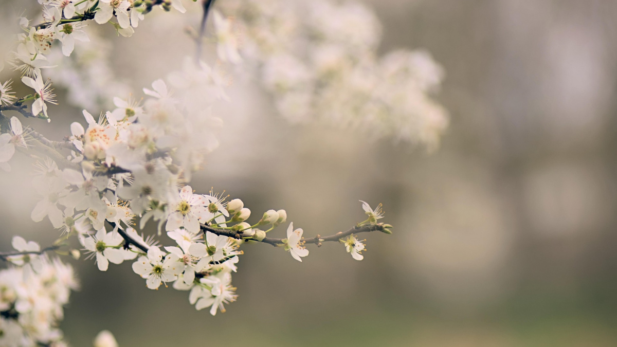 Поступове потепління та опади: синоптики розповіли про погоду в Україні наступного тижня