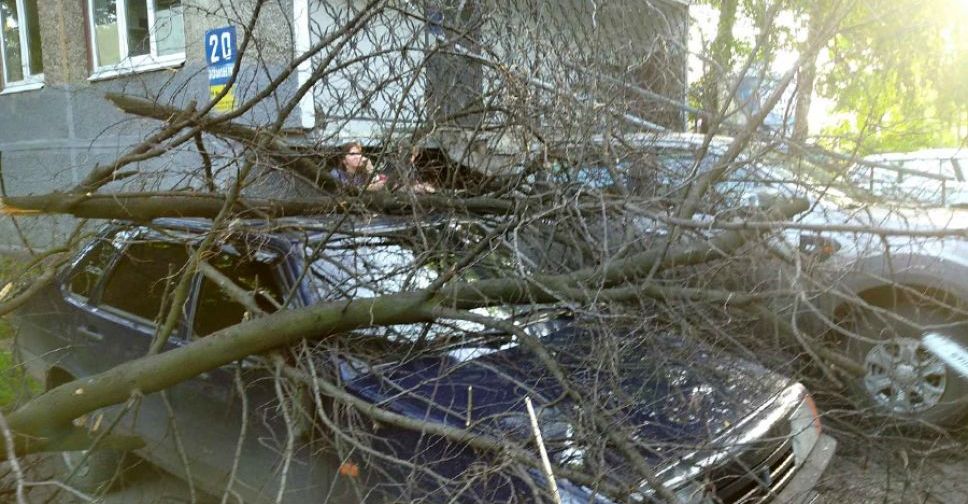 В Покровске ветка дерева упала на припаркованные автомобили