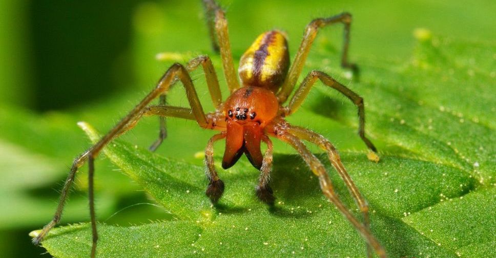 Увага! Отруйні павуки на території Покровського району