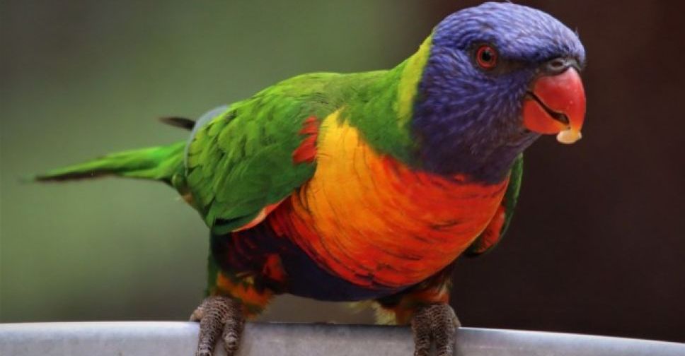 В Америці балакучий папуга врятував сімейство від загибелі