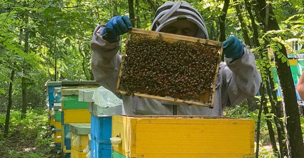 Бджолиний переполох: погодні негаразди заважають смугастим трудівницям збирати нектар