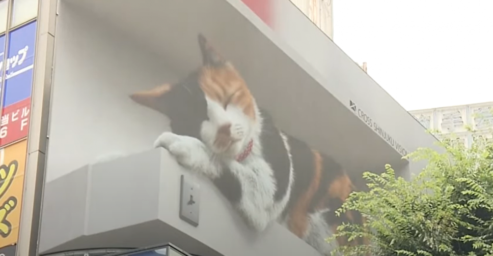 У Токіо встановили величезний 3D-білборд з котиком