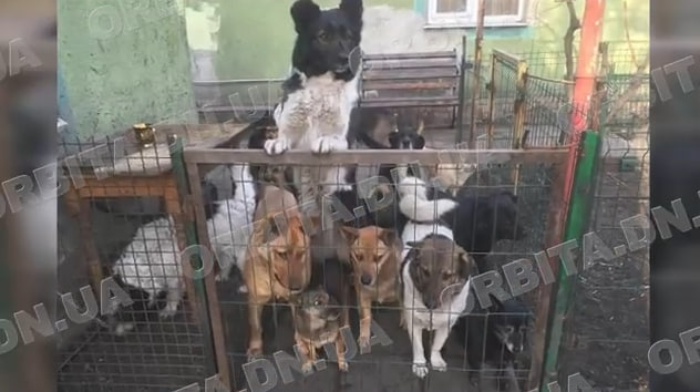 Коти, собаки та свійські тварини: добропільчанка Вікторія Жидкова опікується шелтером «Зупинка спасіння»