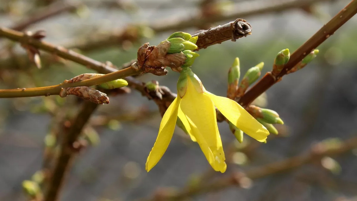 Синоптики розповіли про погоду в Україні на вихідні 21-22 березня
