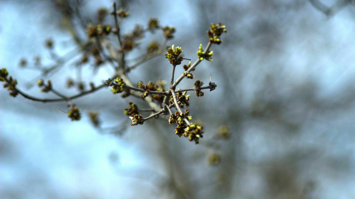 Наступного тижня в Україні дощитиме: прогноз погоди на 30 березня – 5 квітня