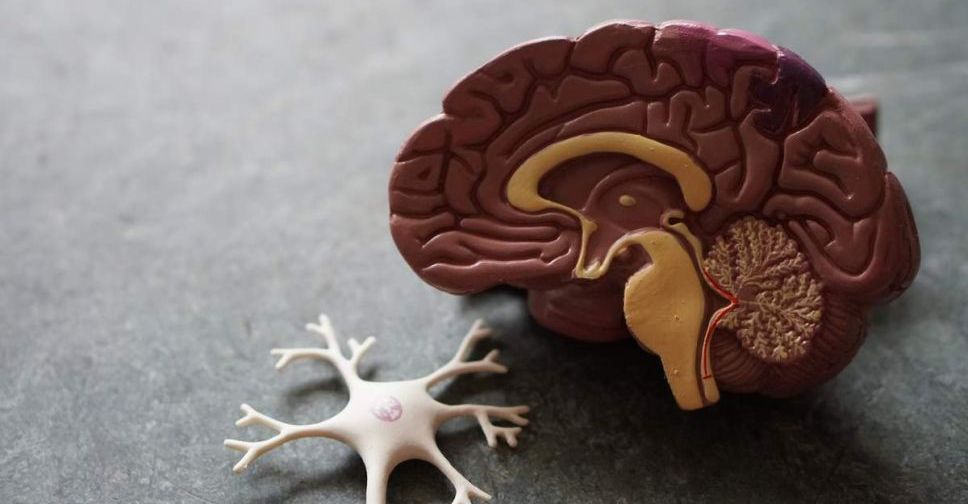 Коронавирус «съедает» серое вещество в мозге