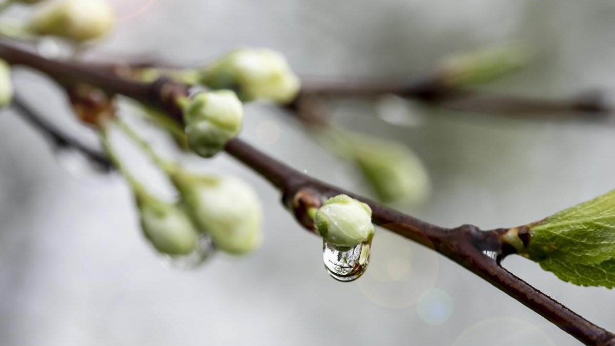 Якою буде погода в перші квітневі вихідні
