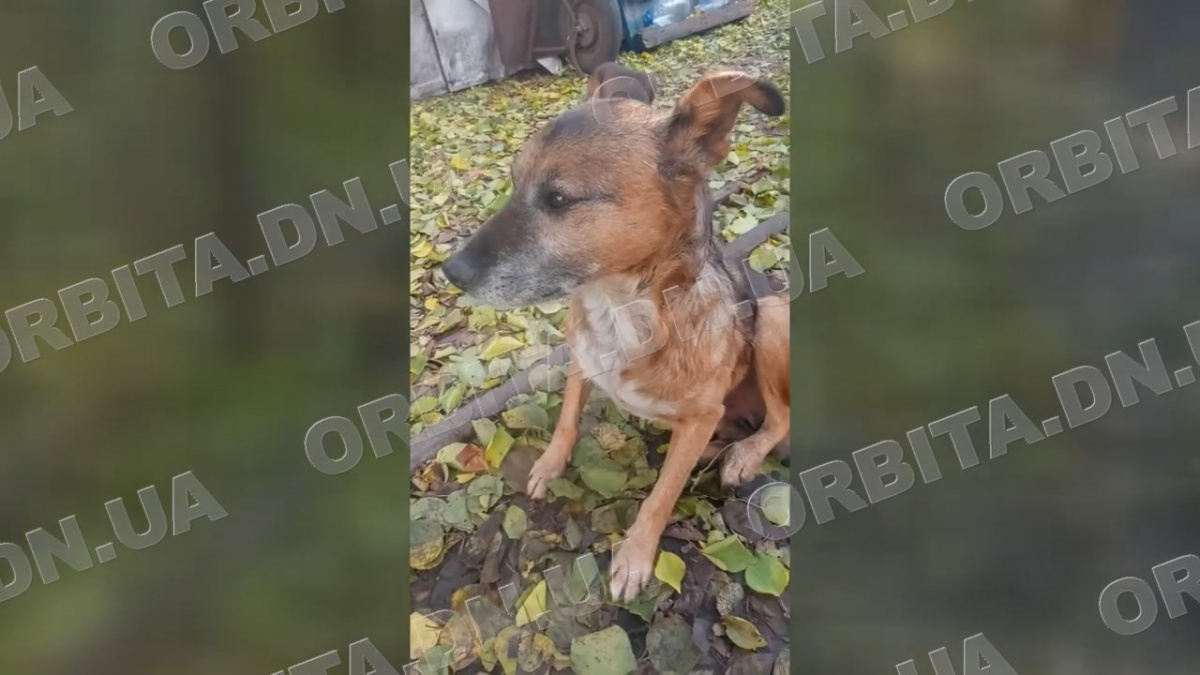 170 тисяч боргу і сотні врятованих життів: добропільська зооволонтерка просить допомоги