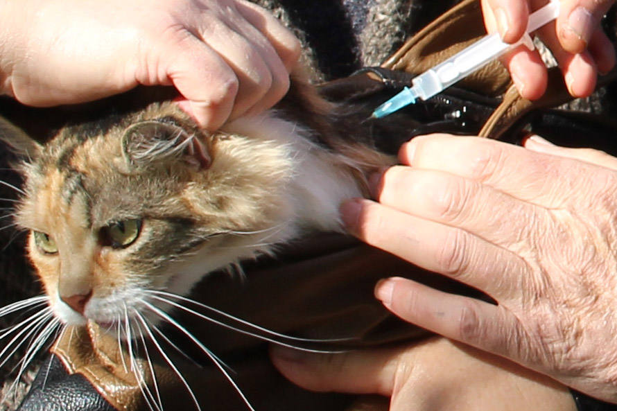 У Покровську та Родинському розпочалася вакцинація тварин проти сказу: графік проведення