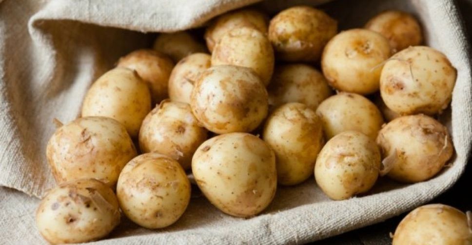 Вродила: суттєвого зростання ціни на картоплю не прогнозують